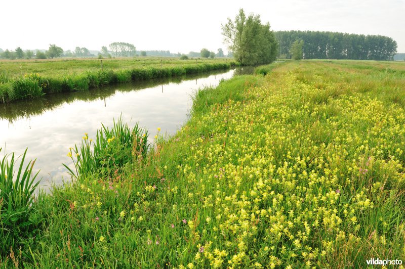 Dotterbloemhooilanden in de Scherenmeersen