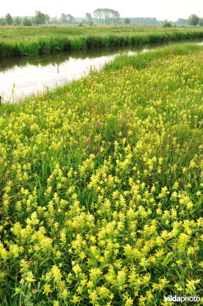 Dotterbloemhooilanden in de Scherenmeersen