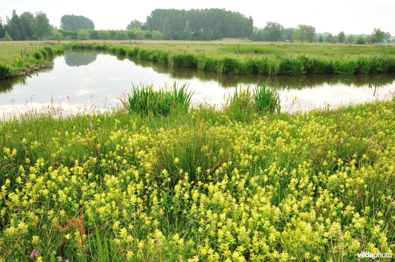 Dotterbloemhooilanden in de Scherenmeersen