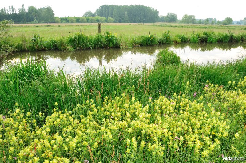 Dotterbloemhooilanden in de Scherenmeersen