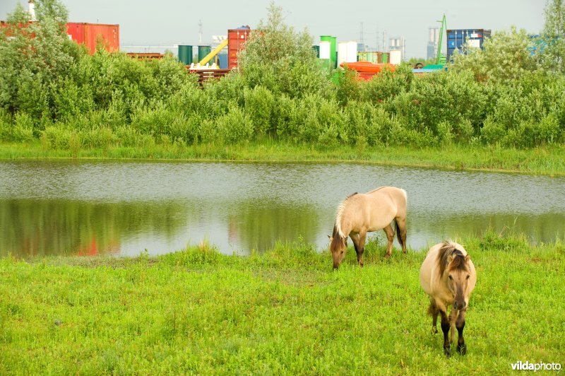 Vlakte van Zwijndrecht