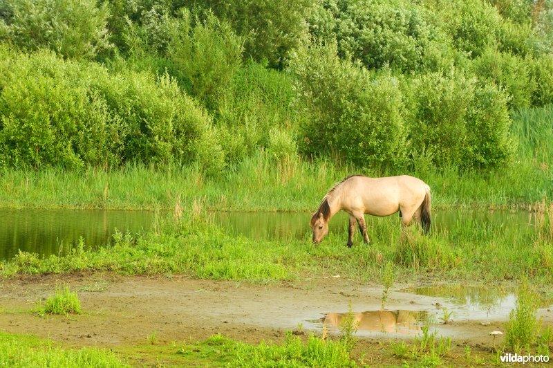 Vlakte van Zwijndrecht