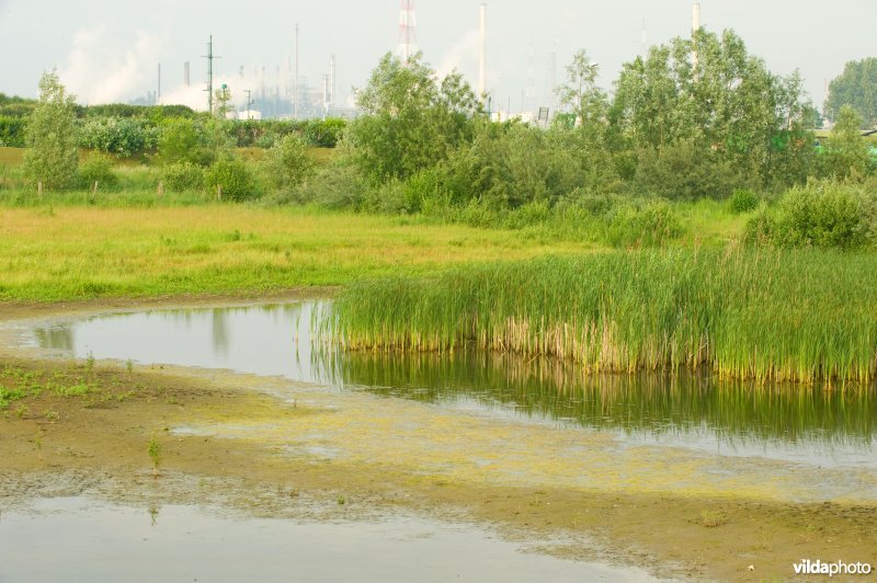 Vlakte van Zwijndrecht