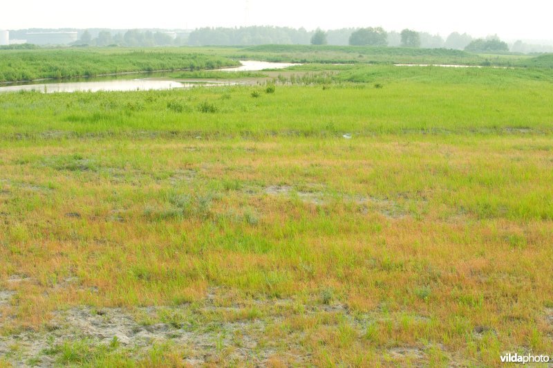 Vlakte van Zwijndrecht