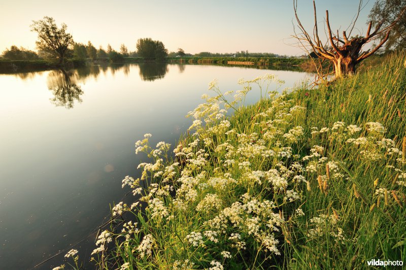 Fluitekruid in de Oude Durme
