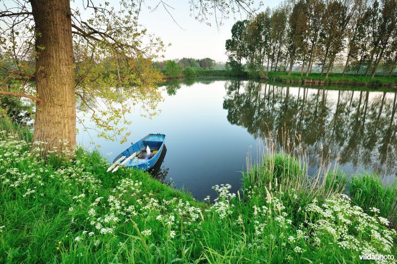 Fluitekruid in de Oude Durme