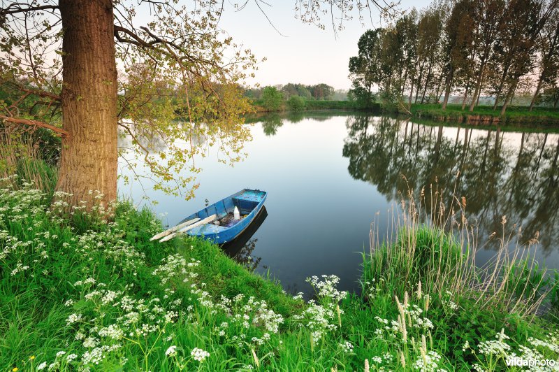 Fluitekruid in de Oude Durme