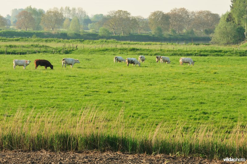 Natuurgebied Weijmeerbroek