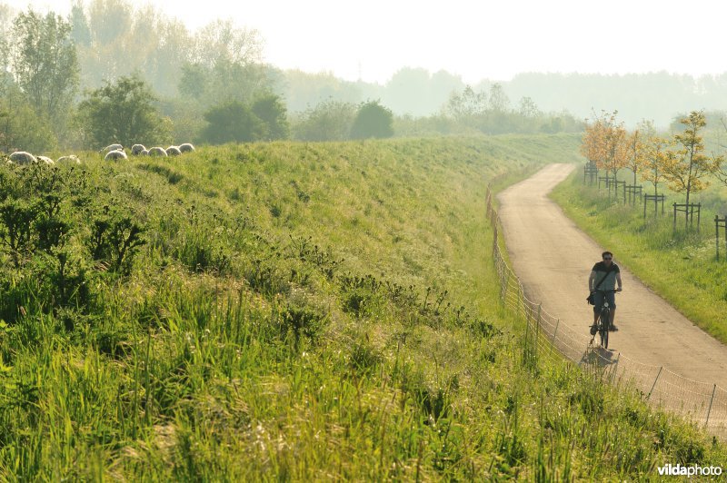 Schapenbegrazing op de dijken van de Durme