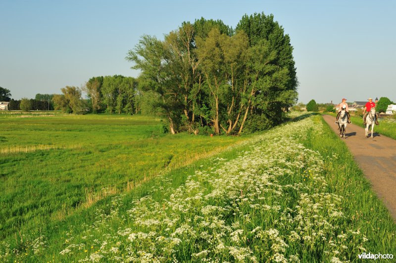 Paardebroek in Berlare