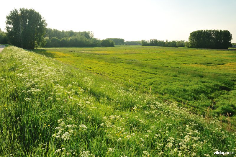 Paardebroek in Berlare