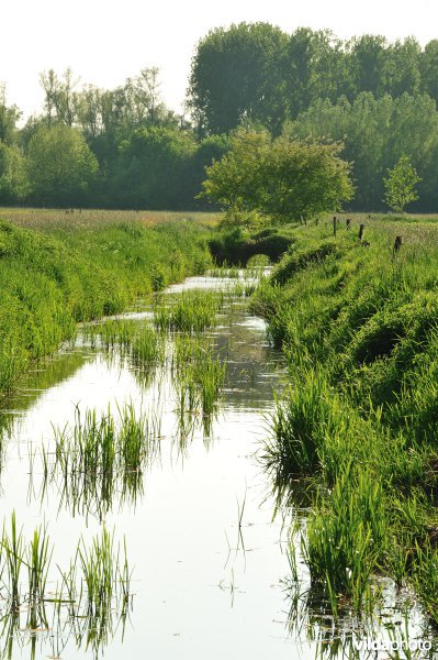 Paardebroek in Berlare