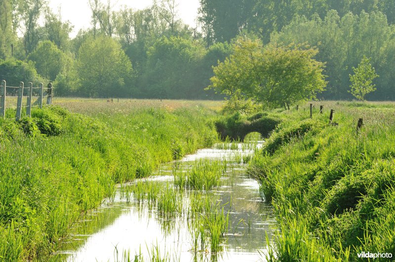 Paardebroek in Berlare