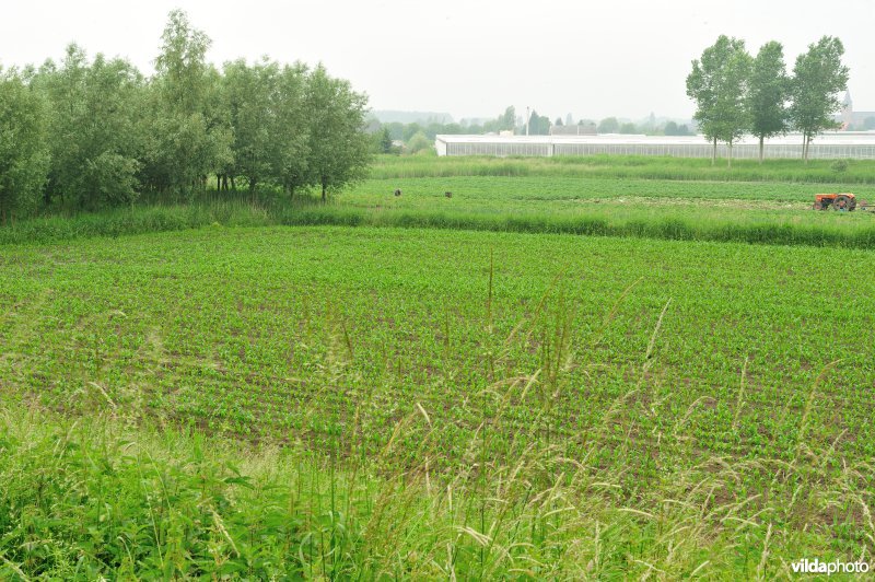 Grote Wal in Kastel