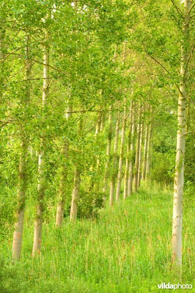 Vlassenbroekse polders