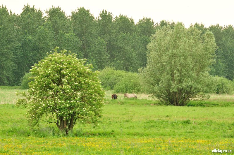 Haasop-Zuidelijke Groenzone