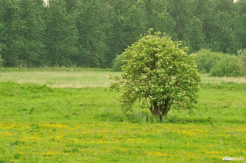 Haasop-Zuidelijke Groenzone