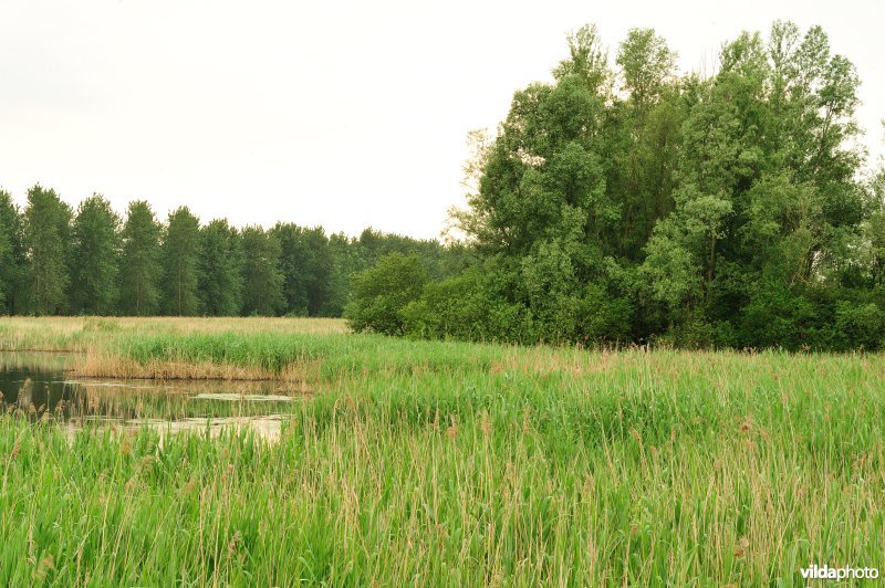 Haasop-Zuidelijke Groenzone