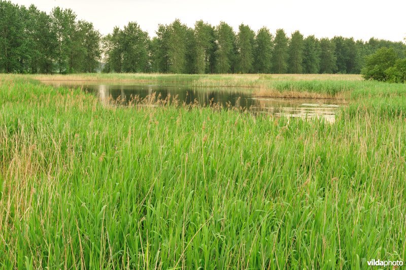 Haasop-Zuidelijke Groenzone