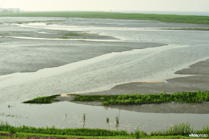 Paardenschor in Doel