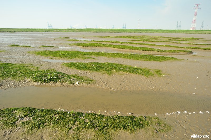 Paardenschor in Doel