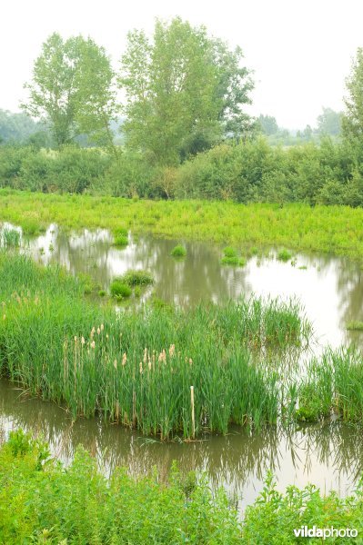 Lippensbroek
