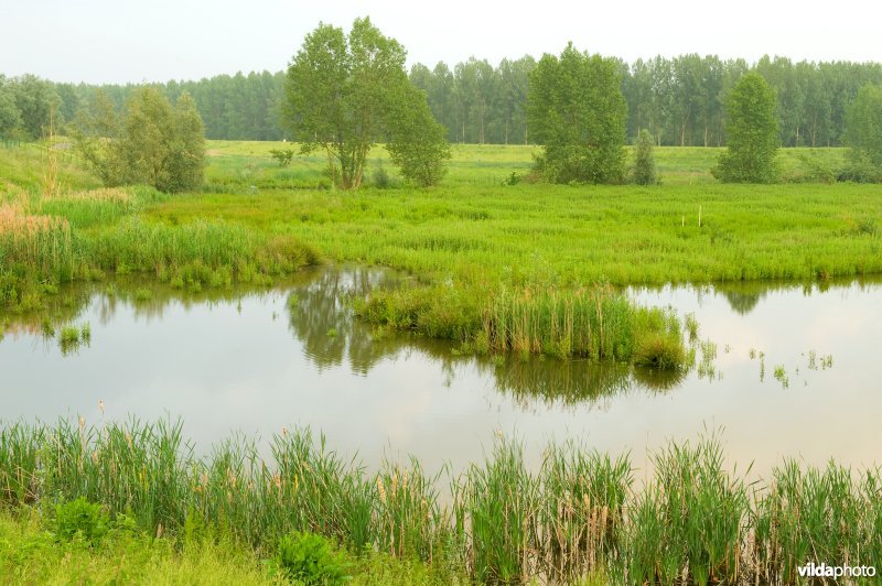 Lippensbroek