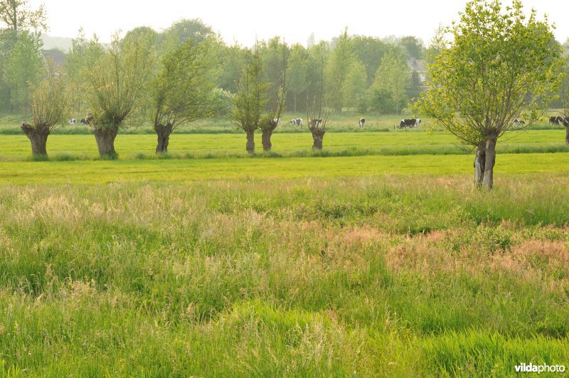 Groot-Broek