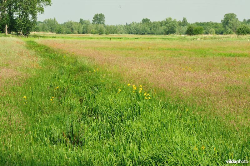 Belham in de Kalkense meersen