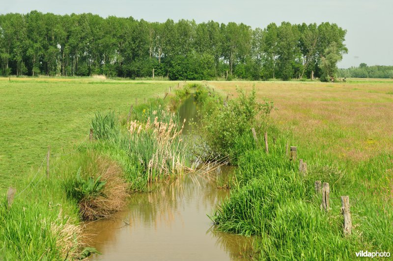 Belham in de Kalkense meersen