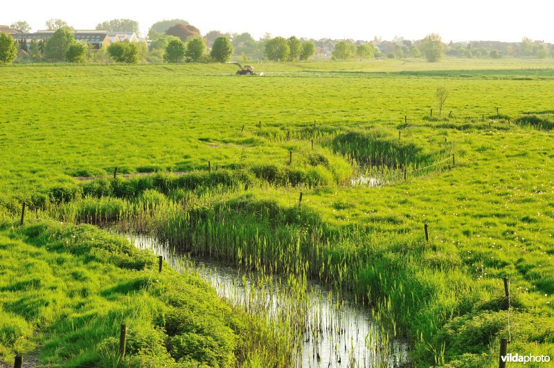 Paardeweide