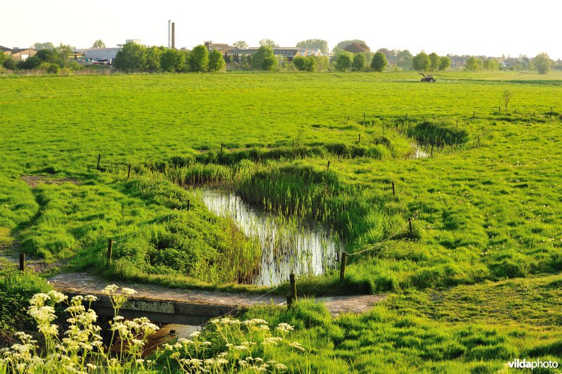 Paardeweide