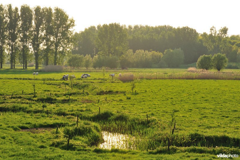 Paardeweide