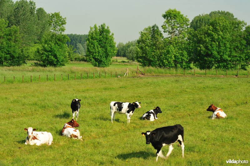 Springels in de Kalkense Meersen