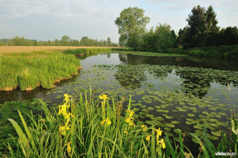 Scherenmeersen