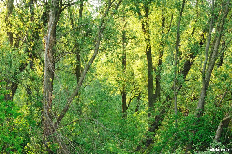 Wilgenbroekbos