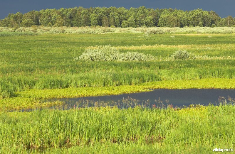 Krabbescheermoerassen
