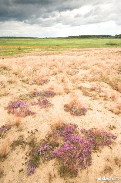 Landduinen in de Narewvallei