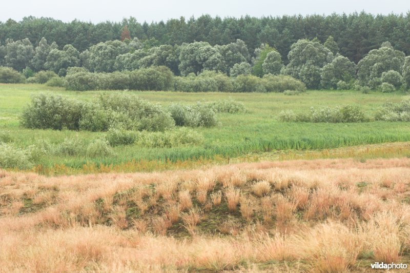 Landduinen in de Narewvallei