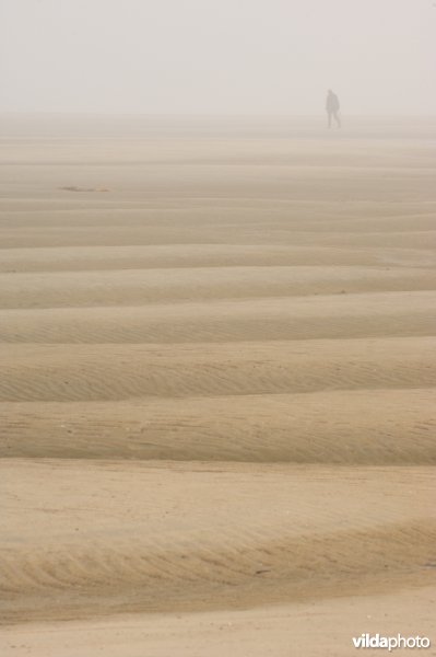 Zwingeul