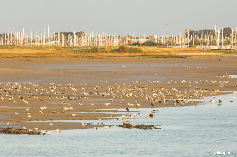 Natuurreservaat IJzermonding