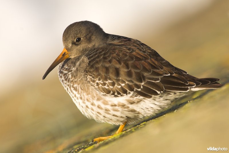 Paarse Strandloper