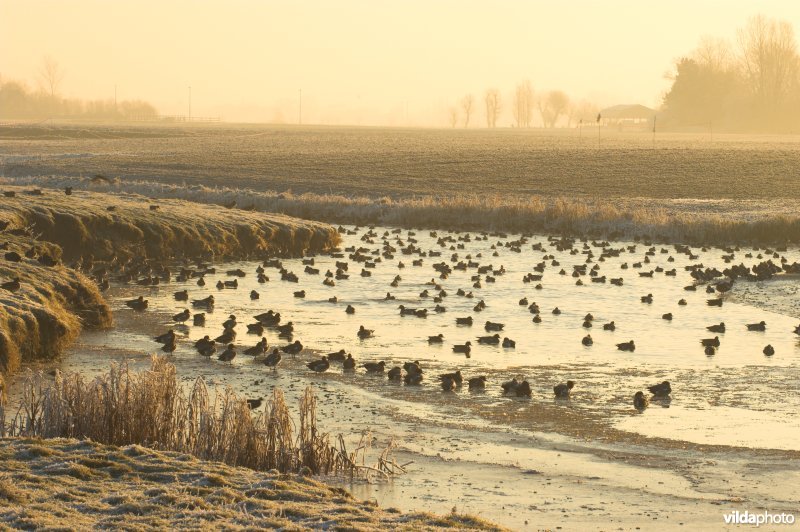 Zoutekreek