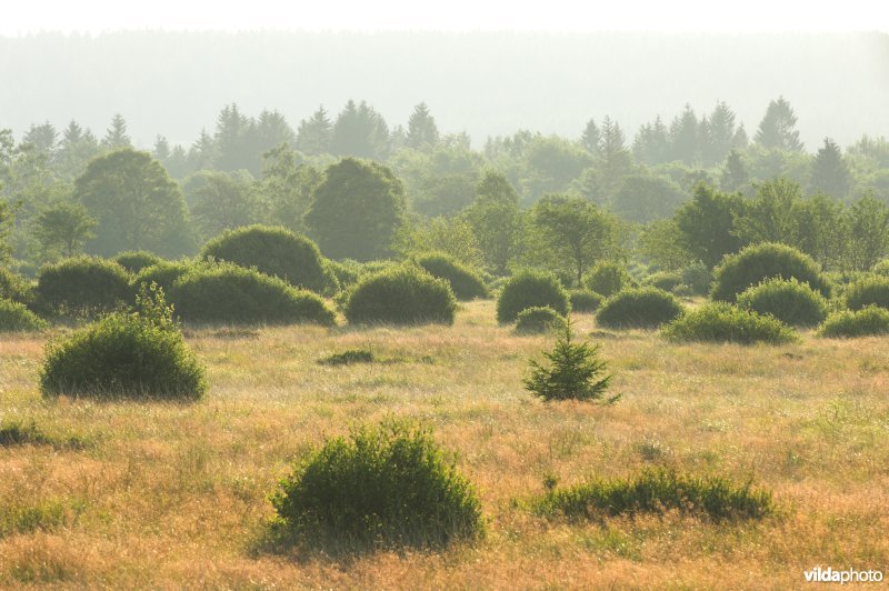 Het Brackvenn