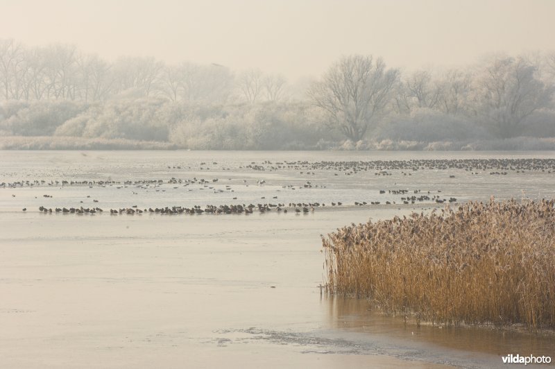 Het natuurreservaat Blankaart berijpt