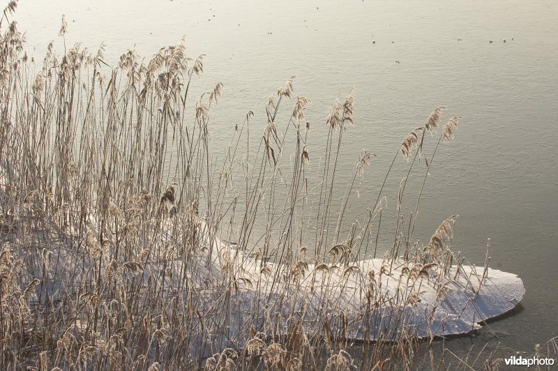 Het natuurreservaat Blankaart berijpt