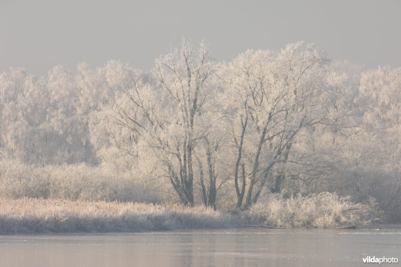 Het natuurreservaat Blankaart berijpt