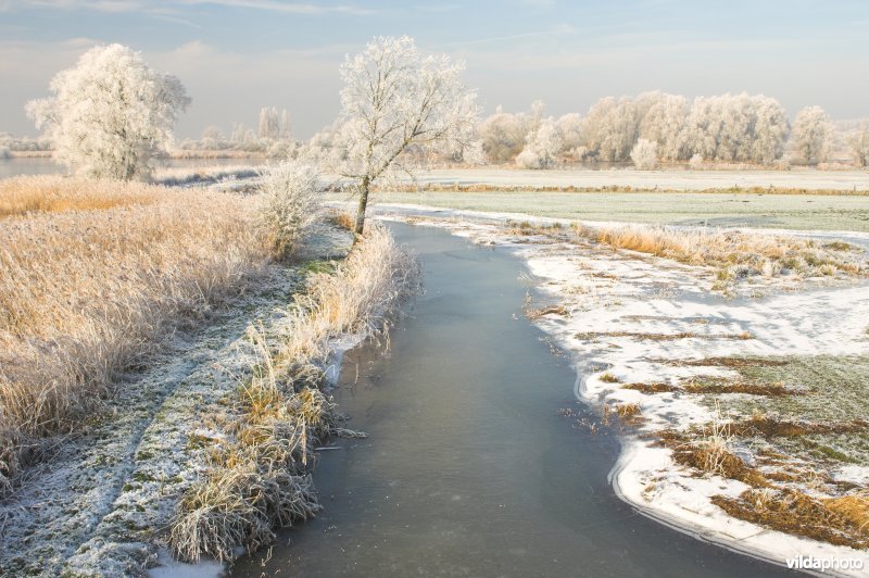Het natuurreservaat Blankaart berijpt