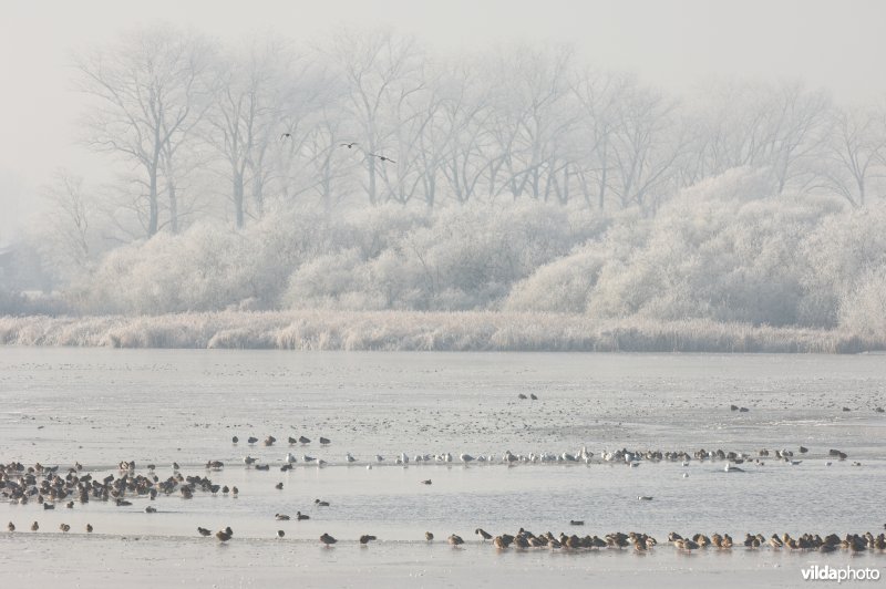 Het natuurreservaat Blankaart berijpt