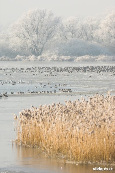 Het natuurreservaat Blankaart berijpt